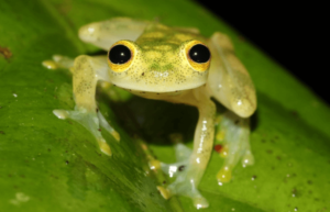 Cute:5pizq5emfkk= Frogs