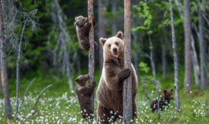 Cute:5igxiekwbfa= Bear Cub