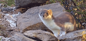 Cute:-Ornjneaho8= Stoat