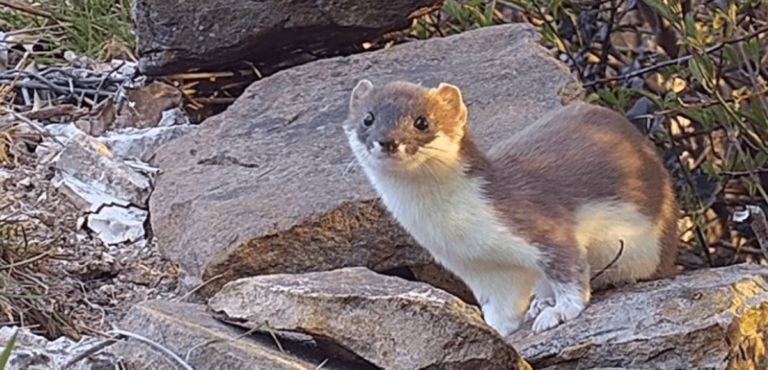 Cute:-Ornjneaho8= Stoat