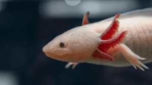 Cute:-Yoogn5vng8= Axolotls