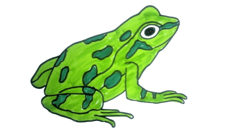 Cute:3lko0jkuk6c= Frog Drawing