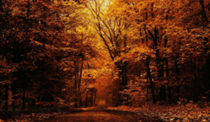 Cute:3lk3qn-Yb2q= Aesthetic:2u-Bqxoije0= Fall Wallpaper