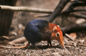 Cute:9o26lr4edka= Elephant Shrew