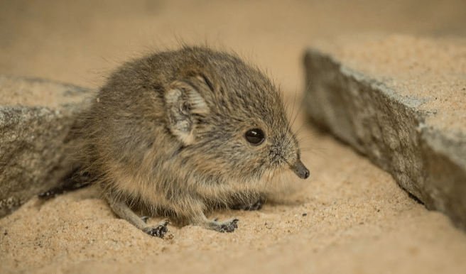 Cute:9o26lr4edka= Elephant Shrew