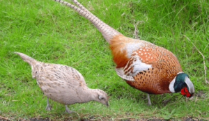 Female:-M6p_Darhiq= Pheasant