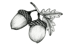 Outline:0b0g8pfu-G0= Acorn