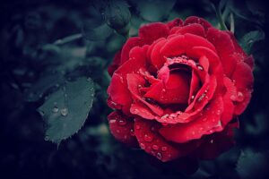 Background:5t77iov_So8= Flowers Wallpaper
