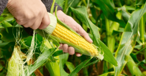 Genetically Modified Food: Pros and Cons