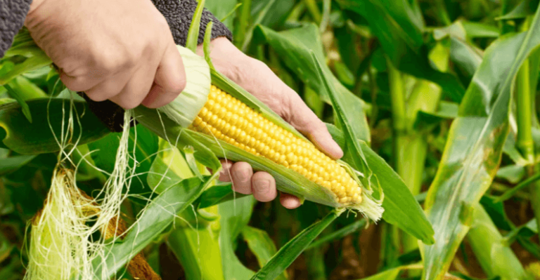 Genetically Modified Food: Pros and Cons