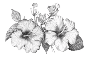 Simple:3epqjdq937o= Flowers Drawing