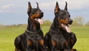 Doberman Puppies