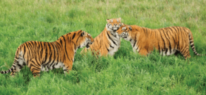 Exotic Animal Sanctuary