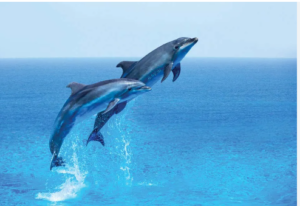 Baby:755ofroani4= Dolphins