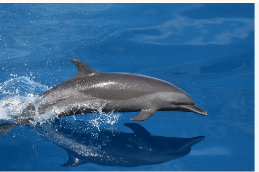 Baby:755ofroani4= Dolphins