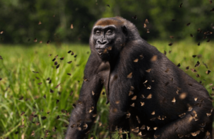 Baby:-Cn7jjvjx08= Gorilla