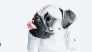 Art:-Pafzcjhogi= How to Draw a Pug