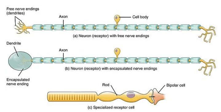 Concept Map: Classification of Sensory Receptors