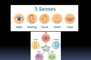 Concept Map: Classification of Sensory Receptors