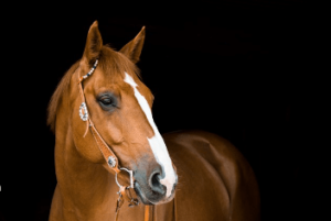 Clipart:9b9mvf03ei8= Horse