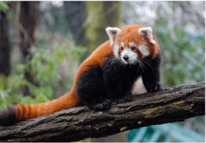Drawing:9wm566q33f0= Red Panda