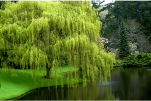 Drawing:9tvujzldh24= Willow Tree
