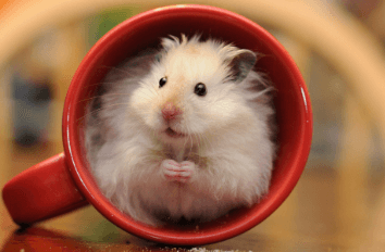 Baby:68txsen_Yyk= Hamster