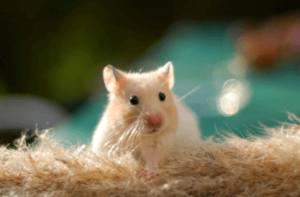 Baby:68txsen_Yyk= Hamster