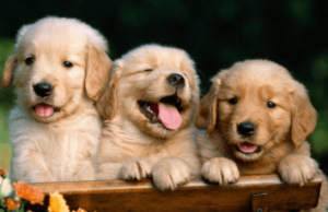 Baby:91jr2ozelcq= Little:F8bggybmqcu= Puppies