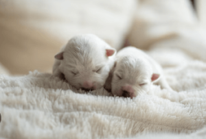 Baby:91jr2ozelcq= Newborn:Wnuawtien3g= Puppies