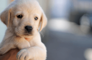 Baby:91jr2ozelcq= Puppies