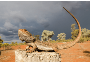 Baby:9s0-91su2ay= Cute Bearded Dragon