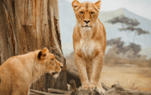 Baby:-Eogo5ws30y= Lion