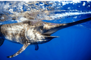 Baby:9zrwdzmmuk4= Swordfish