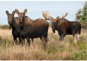 Clipart:-Fqgreqsbik= Moose