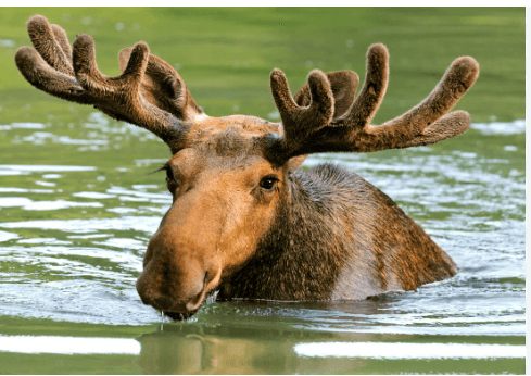 Clipart:-Fqgreqsbik= Moose