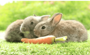 Baby:11tvqgcw0qq= Cute Bunny
