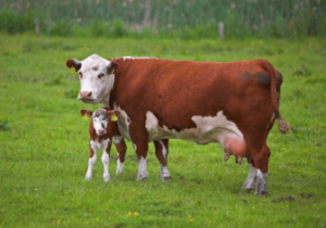 Clipart:_N6r7x-Sehk= Transparent:X8epmdthyia= Cow