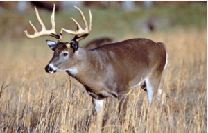 Clipart:-Ir2hljwcmm= Deer