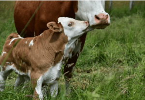 Clipart:_N6r7x-Sehk= Simple:Poac1upa8gc= Cow