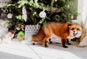Cute:1dlx6at47tg= Christmas Fox