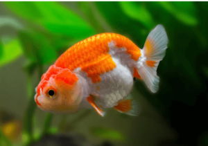 Cute:1dwg0pa4hb0= Ranchu Goldfish