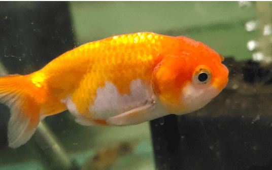 Cute:1dwg0pa4hb0= Ranchu Goldfish