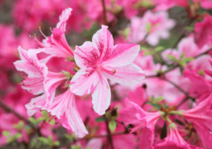 Clipart:98r-Waa-3za= Flowers
