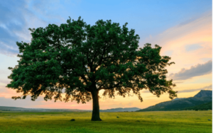 Clipart:_B1rrg-Sesg= Trees Png
