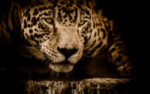 Cat:_O2g5o-Ifme= Jaguar
