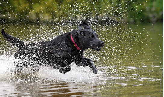 Baby:9kgsphkeq9e= Labrador Retriever