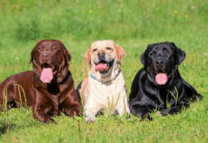 Baby:9kgsphkeq9e= Labrador Retriever