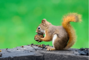 Baby:Ncl4kzxhro8= Squirrel