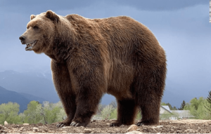 Cute:_Ijmtw-Qxew= Bear